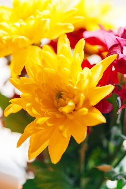 Kasımpatıları kapatın. yaratıcı fotoğraf. güzel