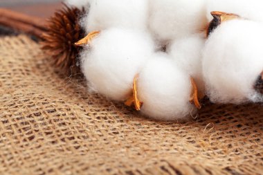 Ahşap arka planda pamuk çiçekli dal