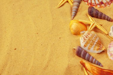 Kumdaki deniz kabukları. Deniz yaz tatili geçmişi