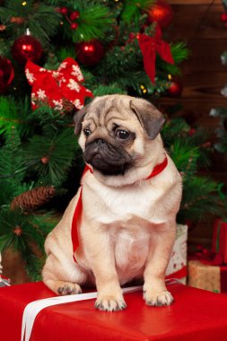 Pug ve noel hediyeleri kapanıyor. yaratıcı fotoğraf.