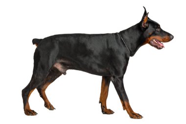 Doberman beyaz arka planda izole edildi. Kapat..