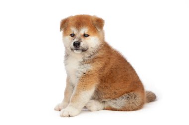 Beyaz arka planda Akita Inu yavru köpeği