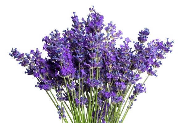 Lavender flowers on white background. Close up. — Stock Photo, Image