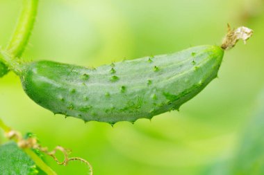 Yaprakların arka planında taze salatalık yakın plan makrosu