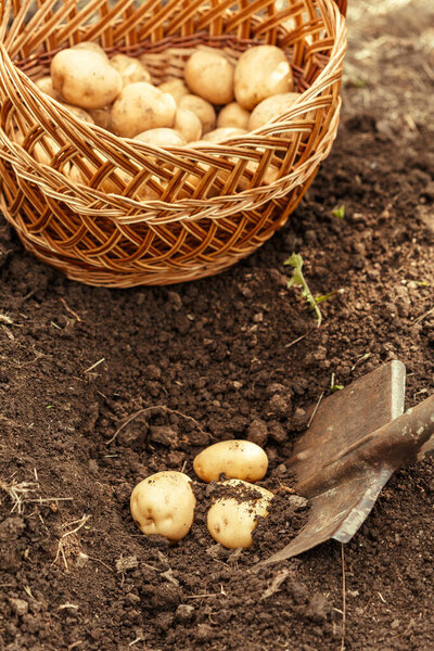 Basket of fresh tasty new potatoes. Close up.
