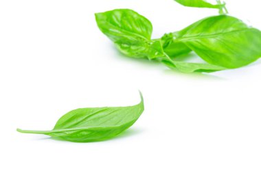 Beyaz arka planda izole edilmiş taze yeşil fesleğen yapraklarını kapat