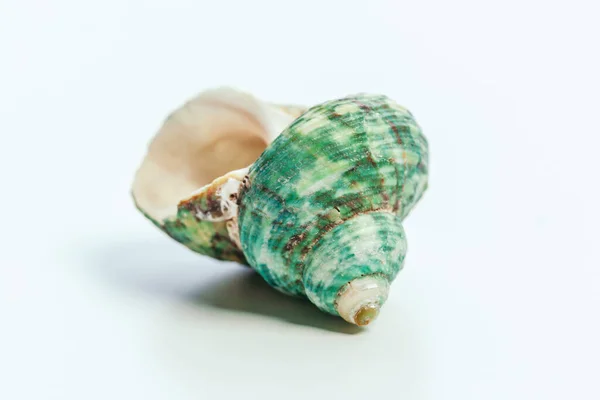 Sea shell on white background. Close up. — Stock Photo, Image