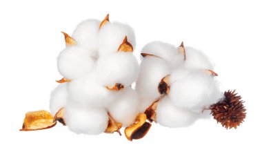 Beyaz arka planda pamuk çiçekleri. Kapat..