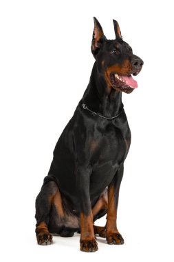 Doberman beyaz arka planda izole edildi. Kapat..