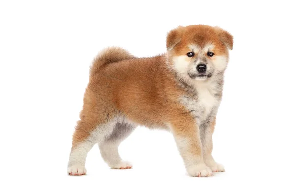 Chien chiot Akita Inu sur fond blanc — Photo