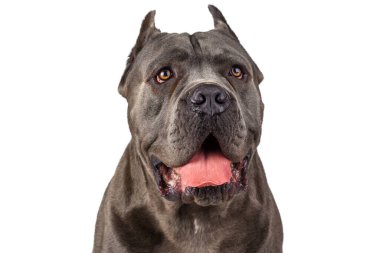 Beyaz arka planda Cane Corso köpeği. Kapat..