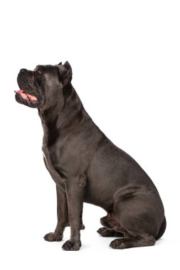 Beyaz arka planda Cane Corso köpeği. Kapat..