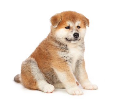Beyaz arka planda Akita Inu yavru köpeği
