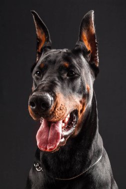 Doberman Pinscher siyaha bir portre çizdi. Kapat..