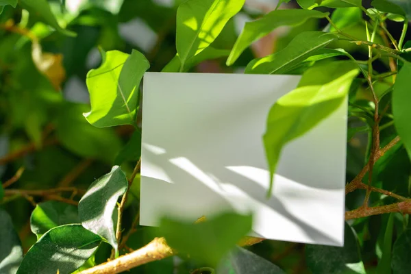 Mock encima de la tarjeta blanca de papel en hojas verdes. Concepto de naturaleza . — Foto de Stock