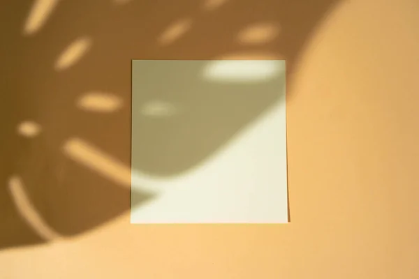 Creative photo with floral shadow of white businesscard on beige background — Stock Photo, Image