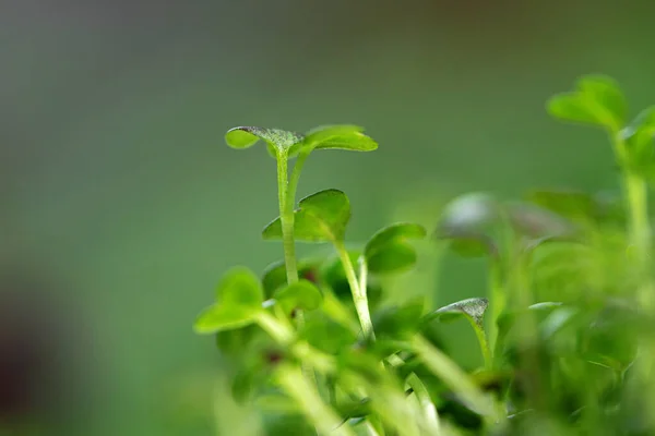 Молода зелена паростка мікрозеленого кольору на розмитому фоні — стокове фото