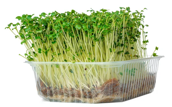 Micro germogli verdi di insalata di crescione isolato su bianco — Foto Stock