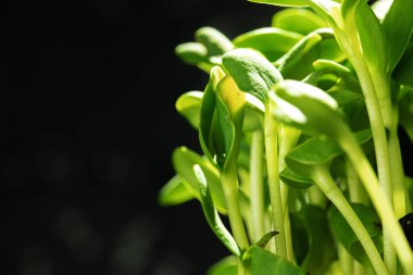 Genç bitkiler siyah arka planda büyür.