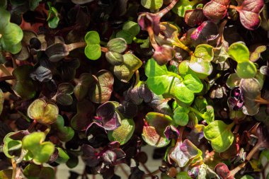 Salata mikro yeşillikleri gittikçe büyüyor.