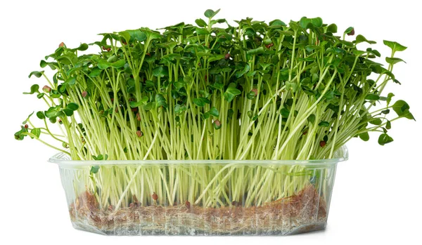 Daikon lobak hijau mikro sprouts terisolasi di atas putih — Stok Foto