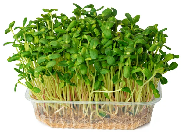 Micro germogli verdi di borago o erba di cetriolo isolati su bianco — Foto Stock