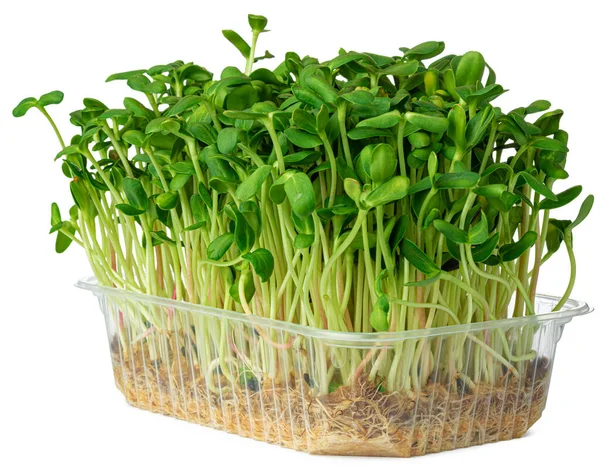 Micro germogli verdi di borago o erba di cetriolo isolati su bianco — Foto Stock