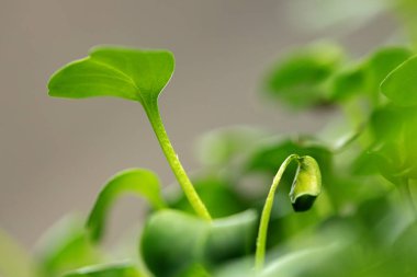 Bulanık arkaplanda mikro yeşil filizler