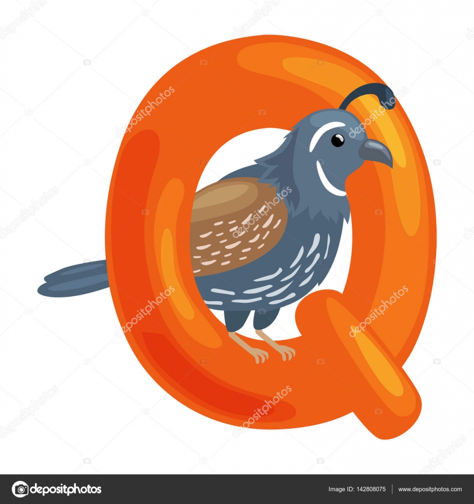 Letter Q with animal quail for kids abc education in preschool. — Stock