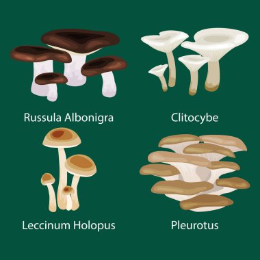 Doğa kümesinde, illüstrasyonlar, orman topluluğu organik sebze gıda doğal izole vektör yenilebilir mantar  .