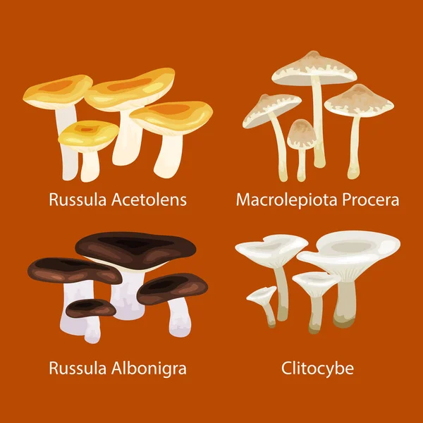 Funghi naturali commestibili isolati vettoriali in natura, raccolta di illustrazioni di alimenti vegetali biologici, foresta. illustrazione fungo con tappo e vapore, autunno — Vettoriale Stock