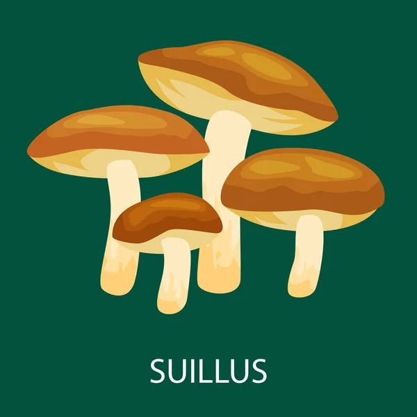 Cogumelo comestível Suillus luteus isolado, Selvagem forrageira, Vetor cogumelos naturais no conjunto de natureza, coleta de alimentos vegetais orgânicos —  Vetores de Stock