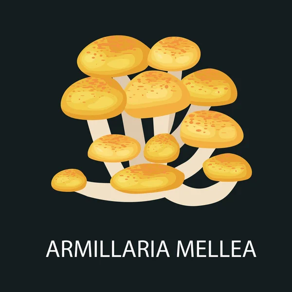 Armillaria mellea isolado, Cogumelo selvagem forrageiro, Vector cogumelos naturais comestíveis no conjunto de natureza, coleta de alimentos vegetais orgânicos —  Vetores de Stock