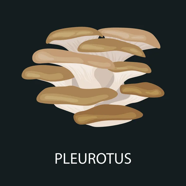 Branche de champignons huîtres, Pleurotus ostreatus, Fourrage sauvage, Champignons naturels comestibles isolés vectoriels dans la nature, collection d'aliments végétaux biologiques — Image vectorielle
