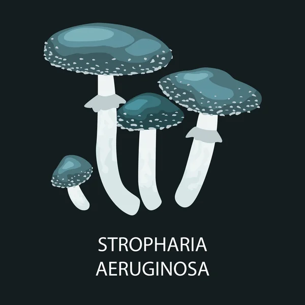 Stropharia aeruginosa. setas en el bosque mediana tira europa — Archivo Imágenes Vectoriales