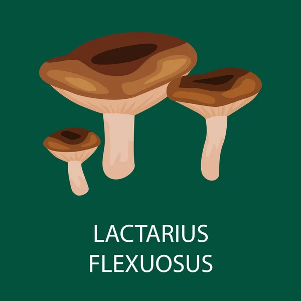 Lactarius Flexuosus 절연, 야생 채웠을 버섯, 자연 세트, 유기농 야채 식품 컬렉션에서에서 벡터 식용 자연 버섯 — 스톡 벡터