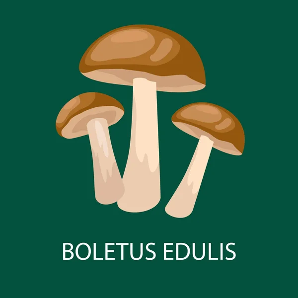 Boletus edulis isolado, Cogumelo forrageiro selvagem, Cogumelos naturais comestíveis vetoriais no conjunto de natureza, coleta de alimentos vegetais orgânicos —  Vetores de Stock