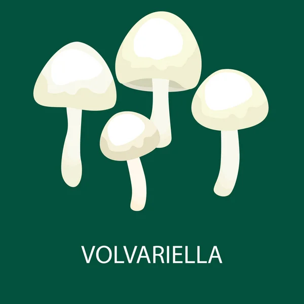 Volvariella volvacea, Cogumelo de palha, Selvagem forrageira, Vetor isolado cogumelos naturais comestíveis no conjunto de natureza, coleta de alimentos vegetais orgânicos —  Vetores de Stock
