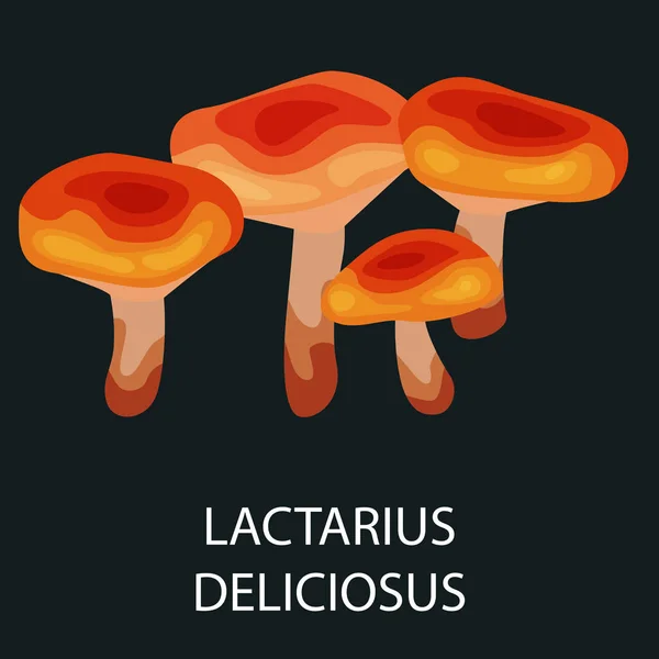 Lactarius deliciosus cogumelo, também conhecido como cap-leite. Wild Foraged, Vector isolado cogumelos naturais comestíveis no conjunto de natureza, coleta de alimentos vegetais orgânicos —  Vetores de Stock