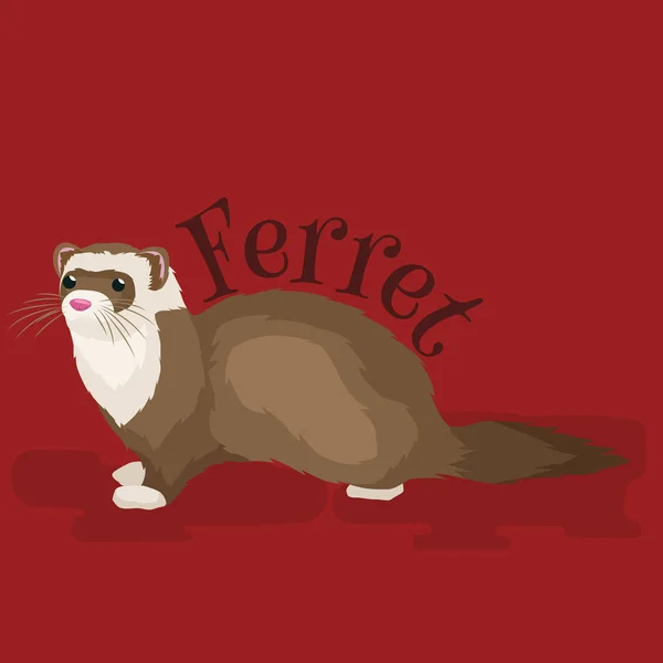 Huis huisdier, geïsoleerde ferret — Stockvector