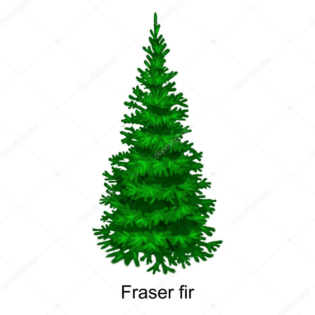 Christmas vector tree like fraser fir for New year celebration without holiday decoration, evergreen xmas plants