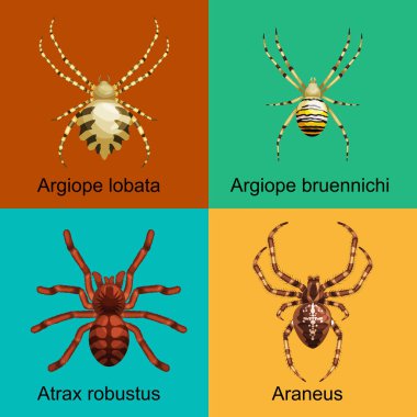 Örümcekler cabukşalterli, tehlikeli böcek toplama çizgi film