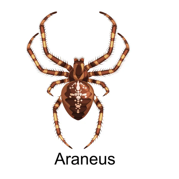 Juego de dibujos animados de arañas, colección de insectos peligrosos — Vector de stock