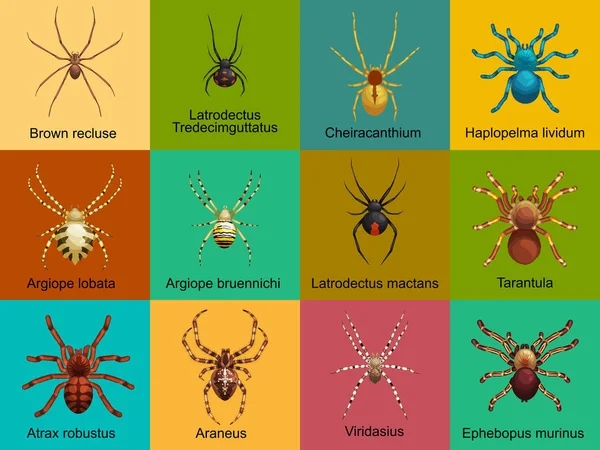 Jeu de dessin animé d'araignées, collection d'insectes dangereux — Image vectorielle