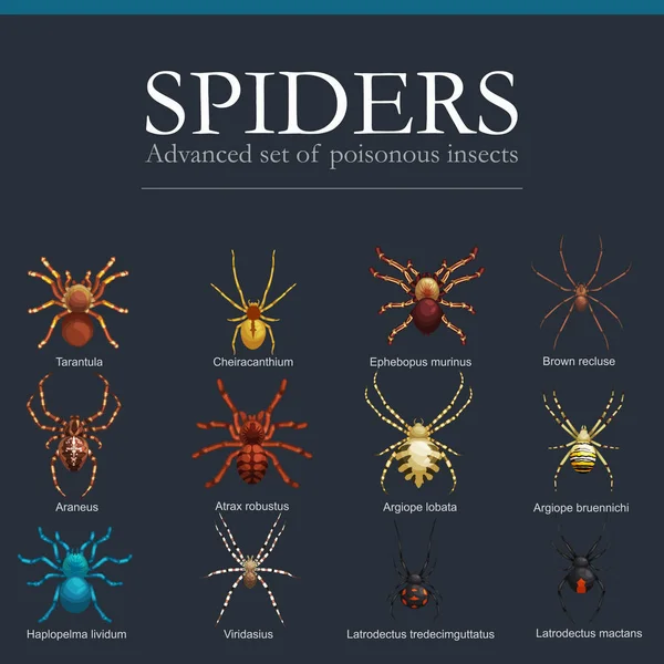 Set di cartoni animati Spiders, collezione di insetti pericolosi — Vettoriale Stock