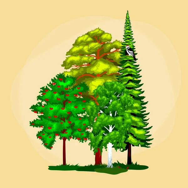 Cartoon vector instellen bomen buiten park. Outdoor bomen in het park met branch bladeren. Wild bos planten dieren. Pijnboom met tak bladeren in het wilde bos buitenshuis. Geïsoleerde ecologie natuurlijke hout. — Stockvector