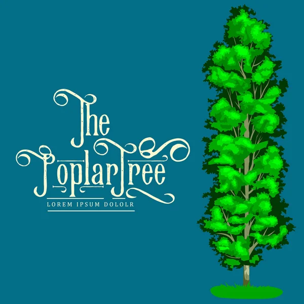 Caricature de peuplier isolé arbre d'été sur un fond blanc icône, parc en plein air avec branche, feuilles sur herbe verte illustration vectorielle — Image vectorielle
