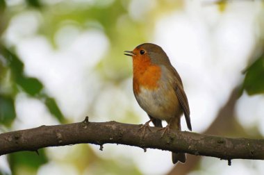 Robin sitting on the branch clipart