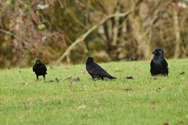 Trois corbeaux sur herbe verte — Photo