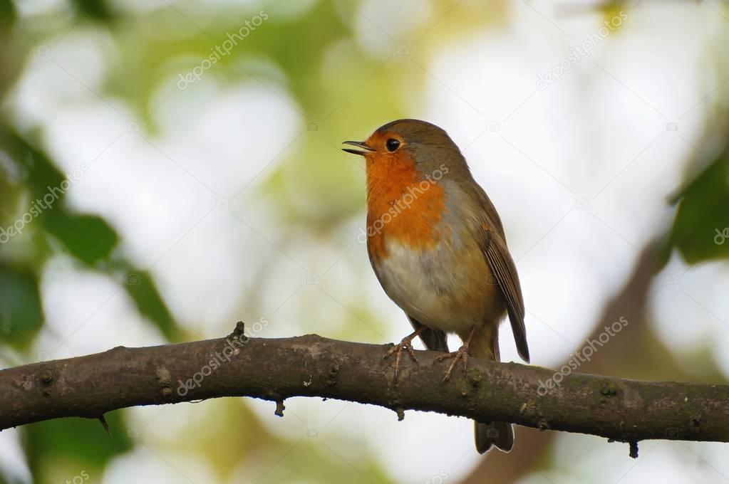 Robin sitting on the branch